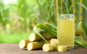 SUGARCANE