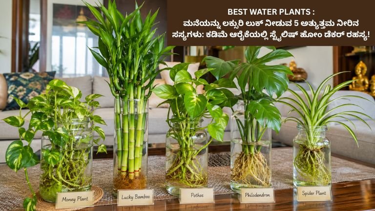 BEST WATER PLANTS