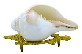 Conch Shell